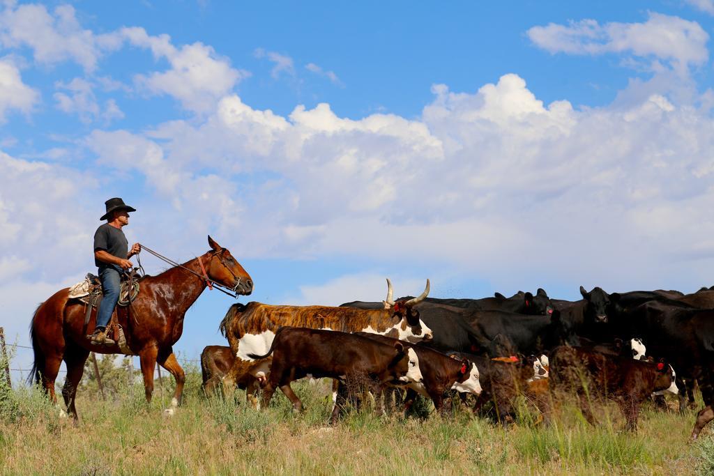 Canyon Of The Ancients Guest Ranch Cortez